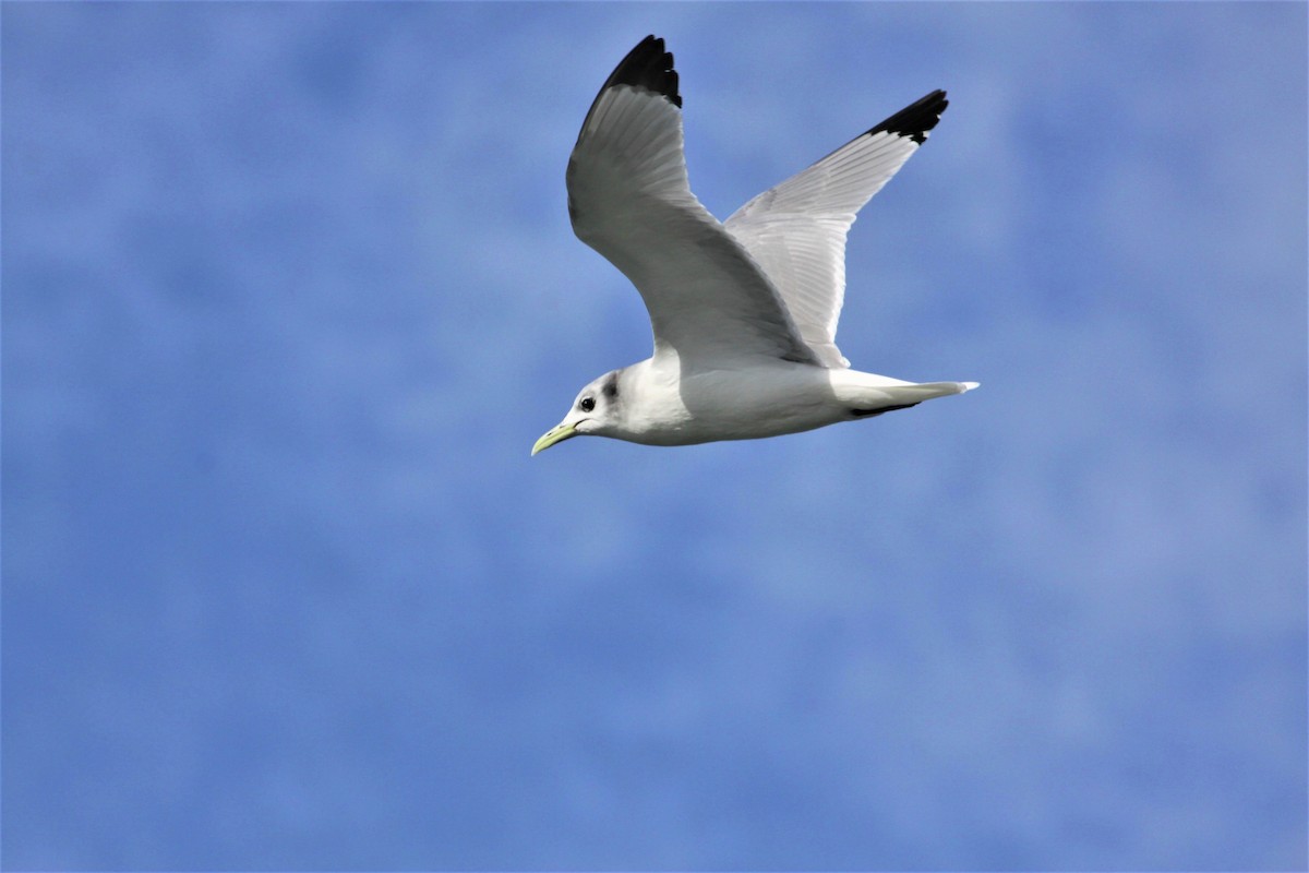 Gaviota Tridáctila - ML165787221