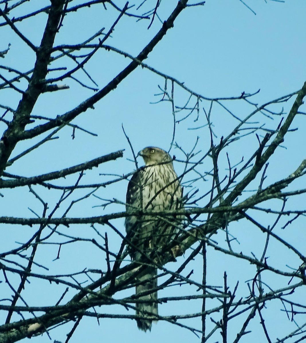 Cooper's Hawk - ML165788071