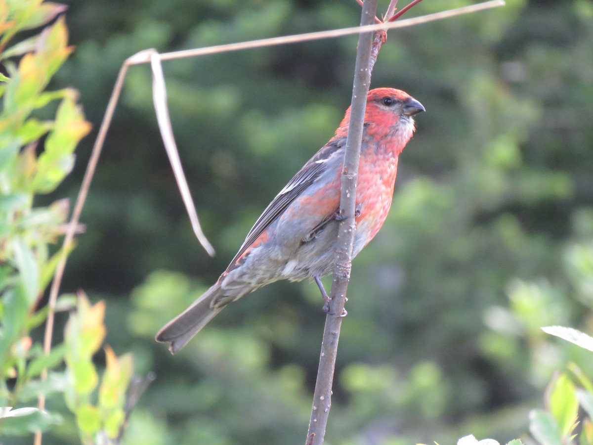 Pine Grosbeak - ML165788241