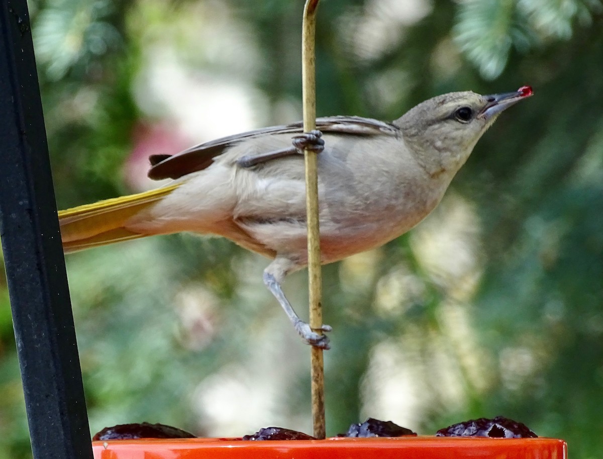 Bullock's Oriole - Jean Campbell