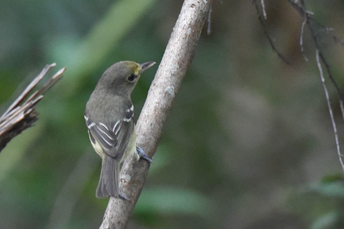 Thick-billed Vireo - ML165792211
