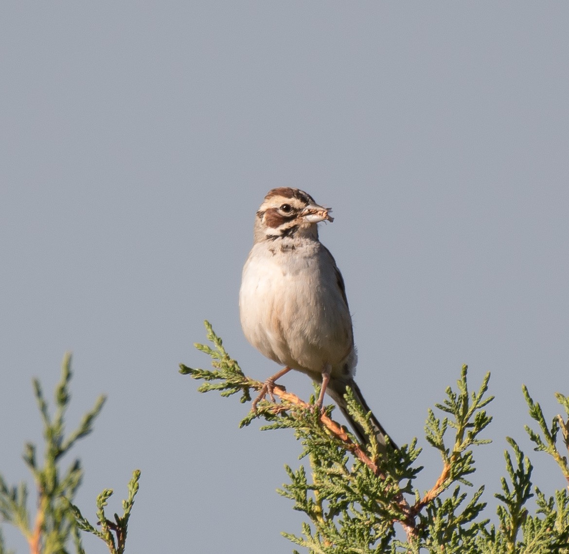 Lark Sparrow - ML165792491