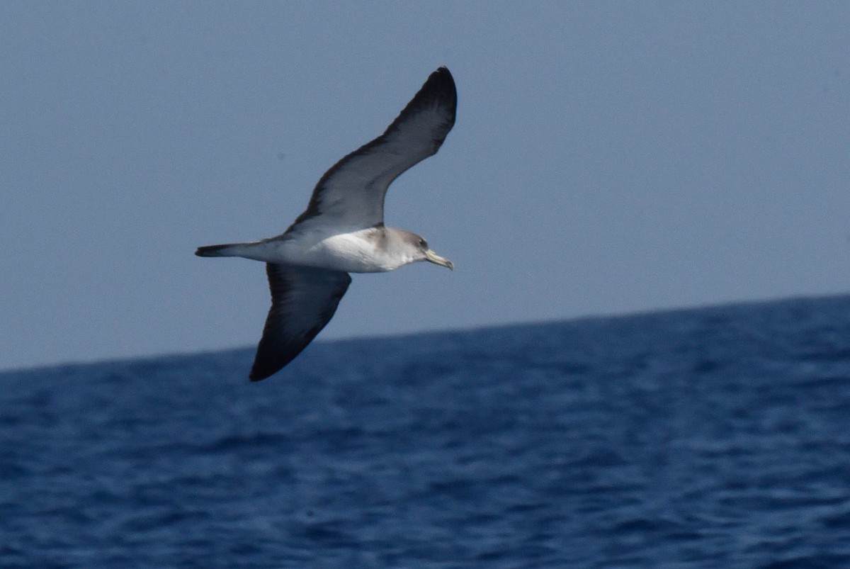 Cory's Shearwater - ML165792571