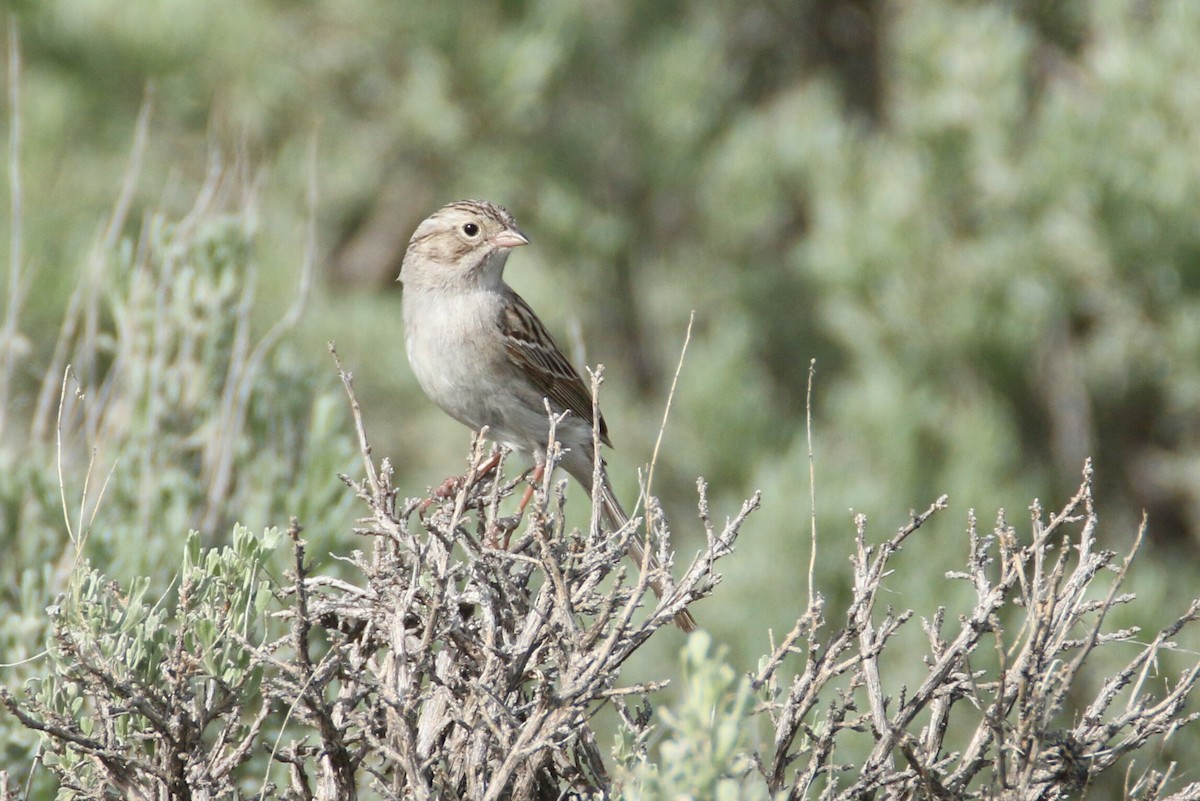 Brewer's Sparrow - ML165793881