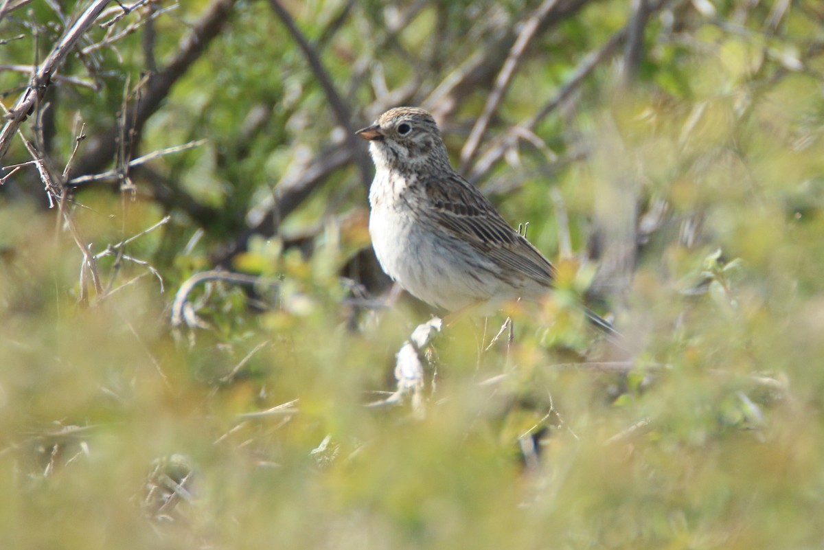 Vesper Sparrow - ML165793901