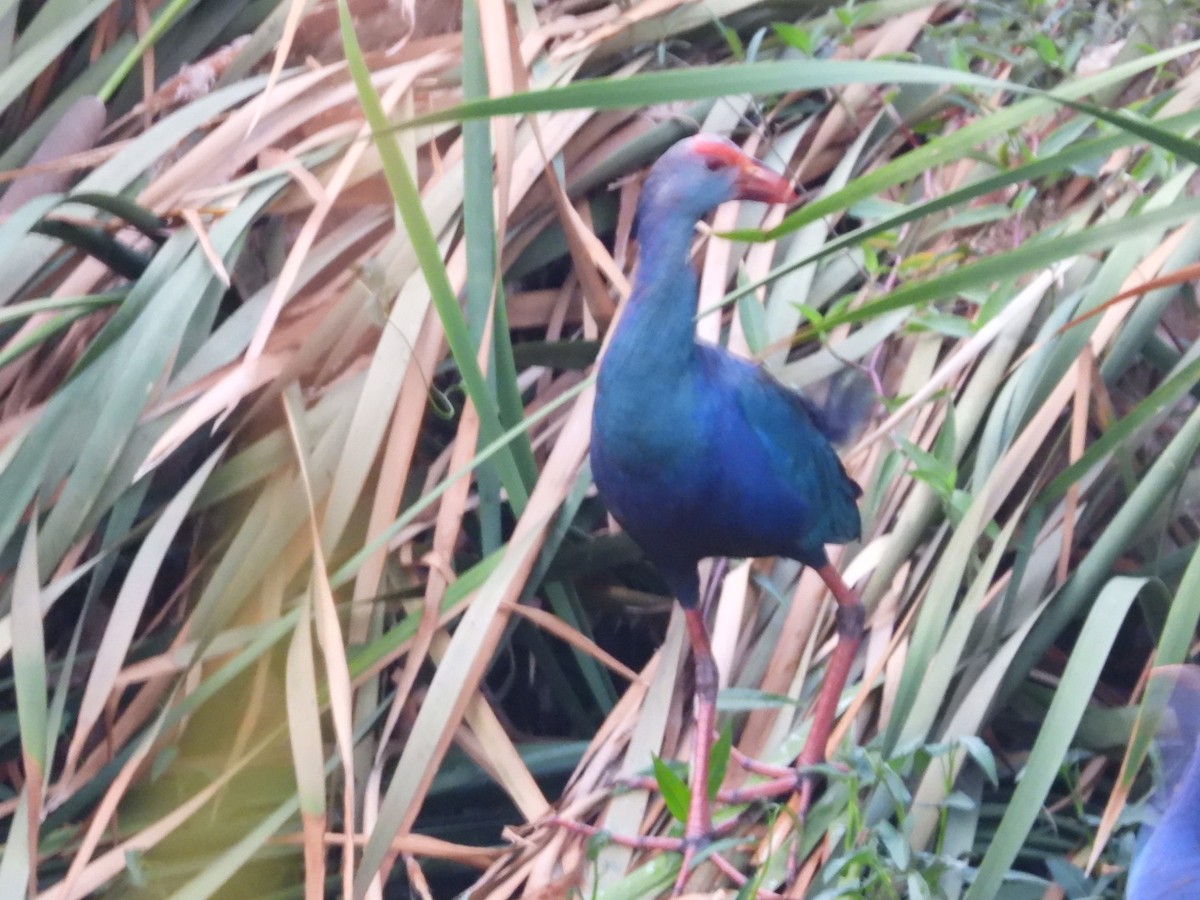 Gray-headed Swamphen - ML165794521