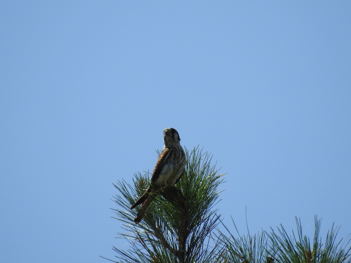 American Kestrel - Katherine  Edison