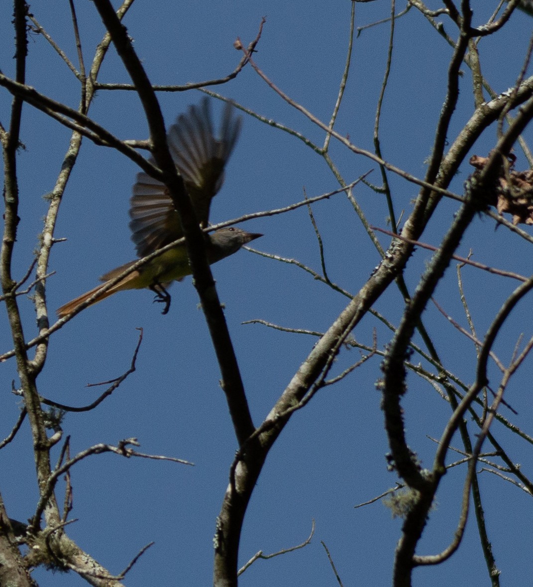 Great Crested Flycatcher - ML165795921