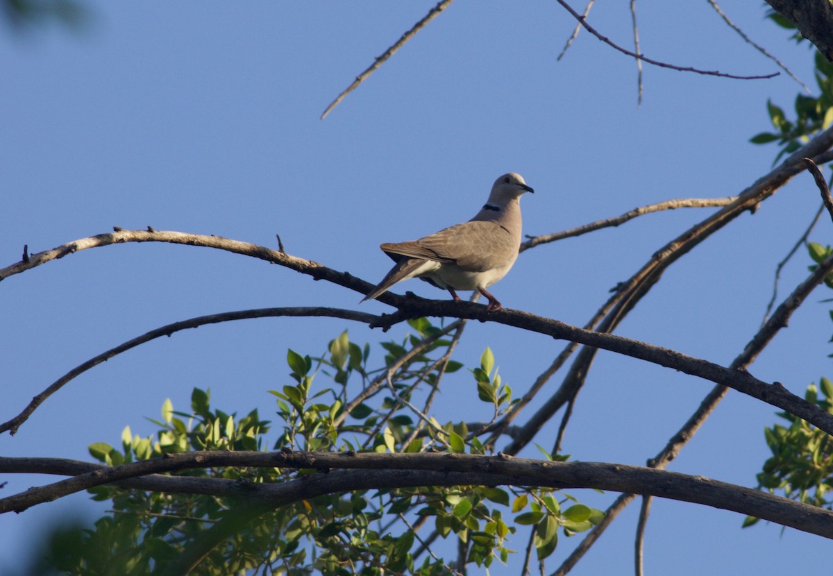 African Collared-Dove - ML165796131