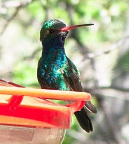 Broad-billed Hummingbird - Steve and Sue Whitmer