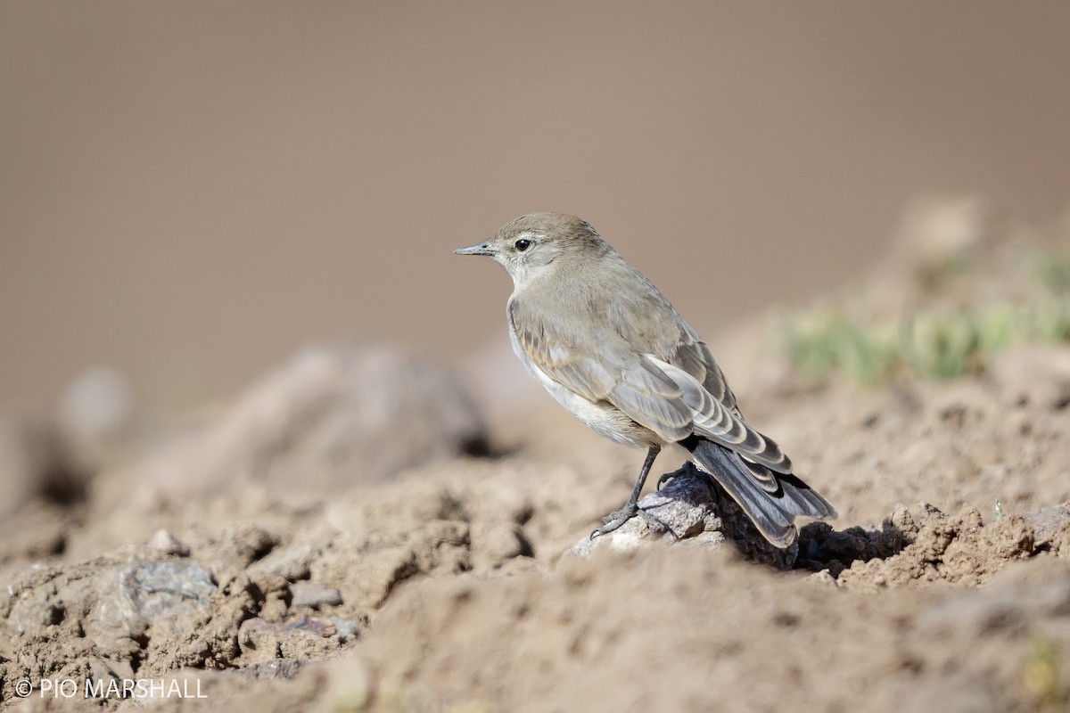 White-browed Ground-Tyrant - ML165797671