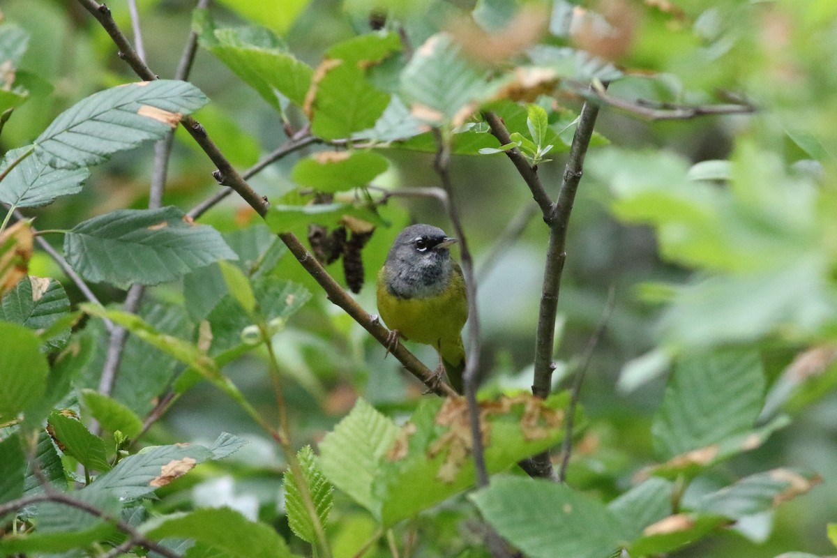 MacGillivray's Warbler - ML165799651