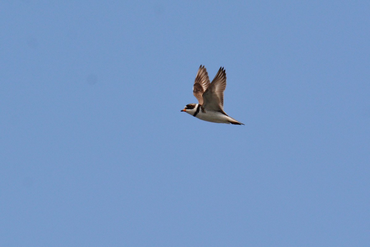 Semipalmated Plover - Will Brooks