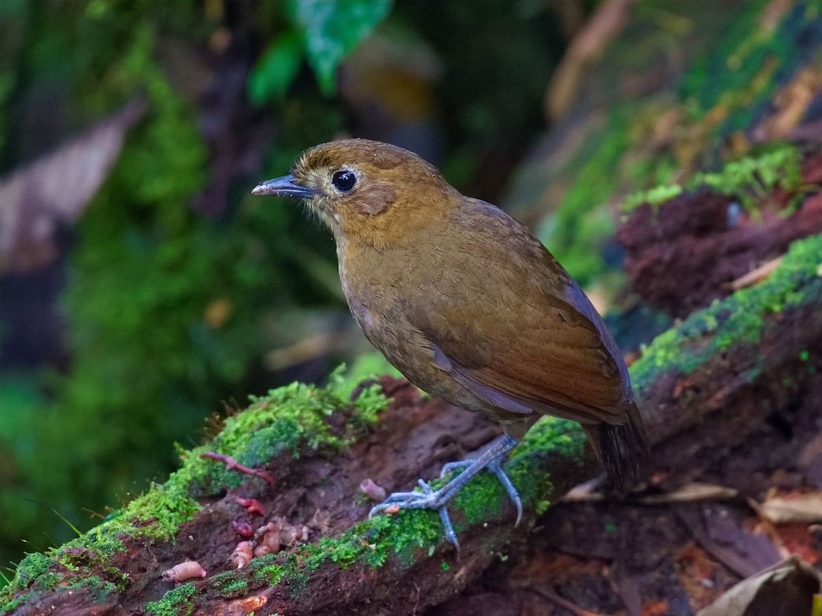 Brown-banded Antpitta - Christopher Becerra