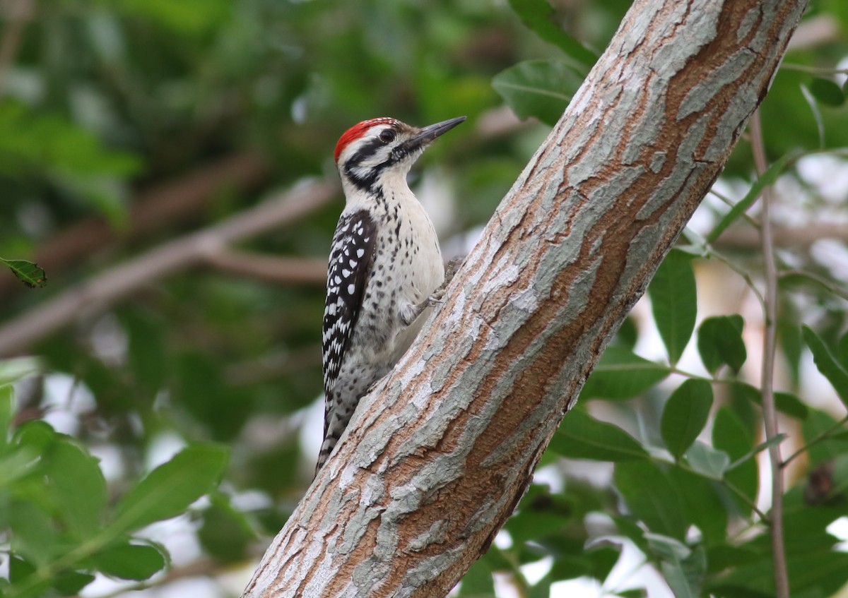 Ladder-backed Woodpecker - ML165802071