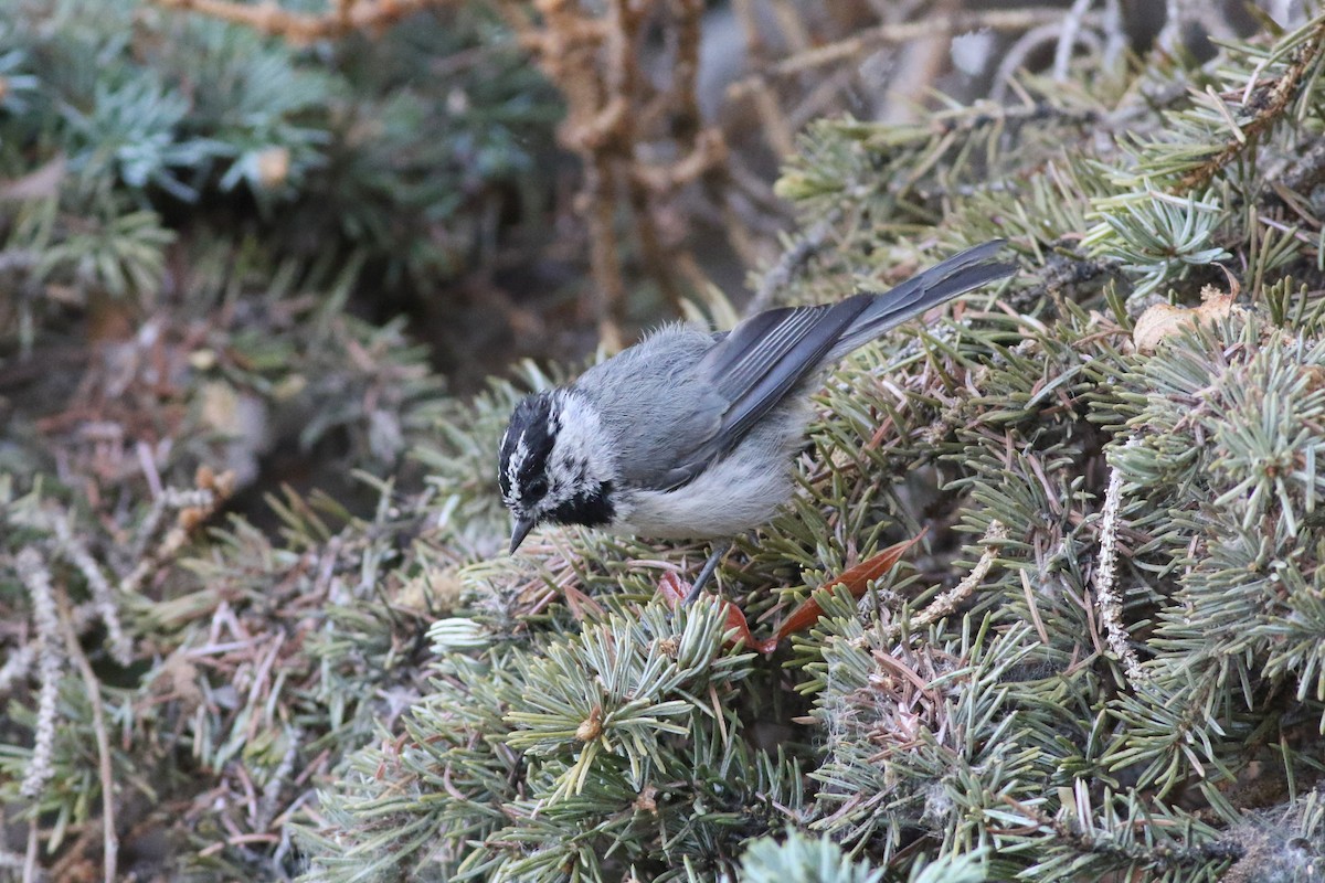 Mountain Chickadee - Richard Poort