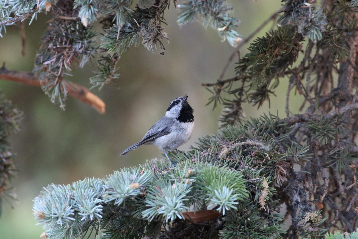 Mountain Chickadee - ML165802431