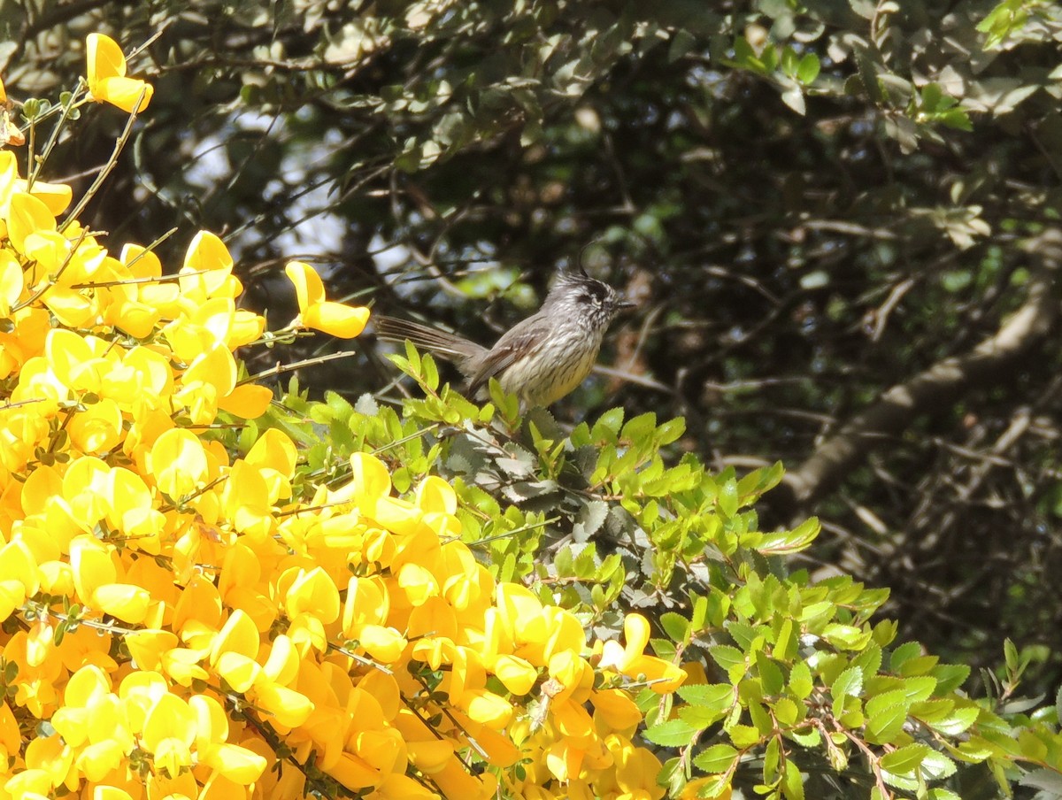 Tufted Tit-Tyrant - ML165802641