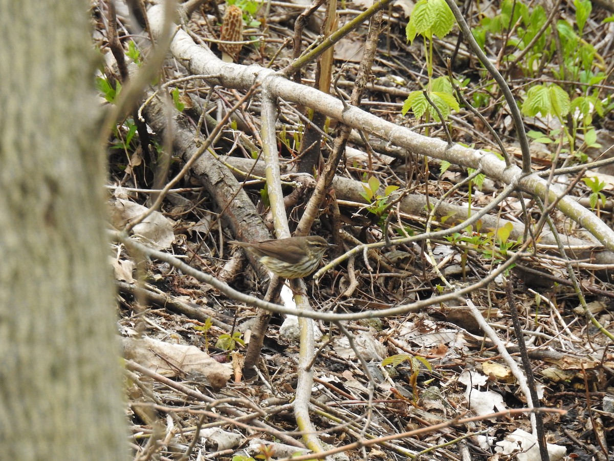 Northern Waterthrush - ML165802671
