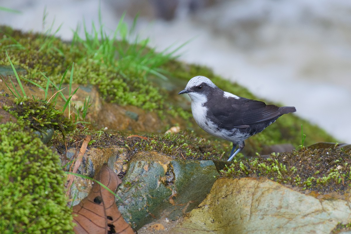 White-capped Dipper - Christopher Becerra