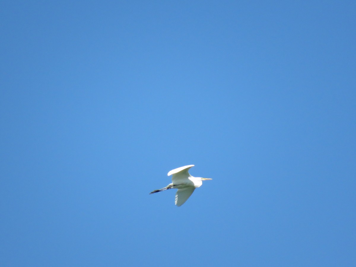 Great Egret - Cole DiFabio