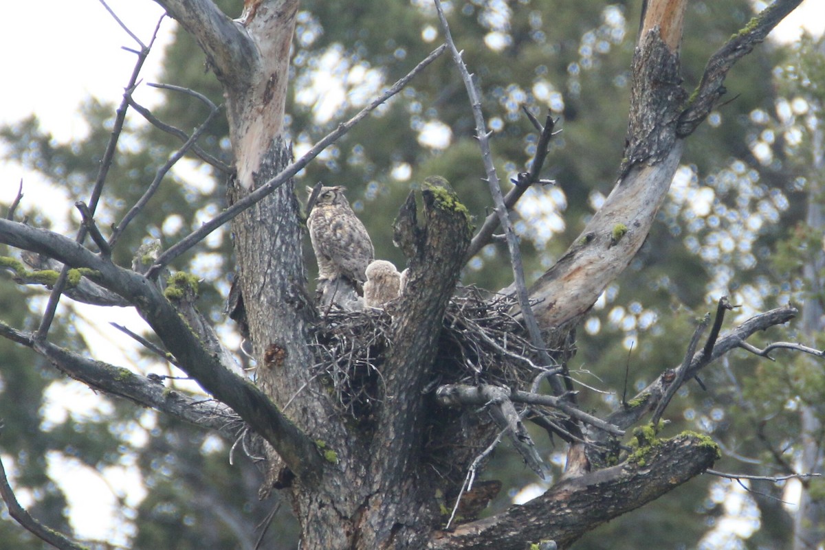 Great Horned Owl - Ken Oeser