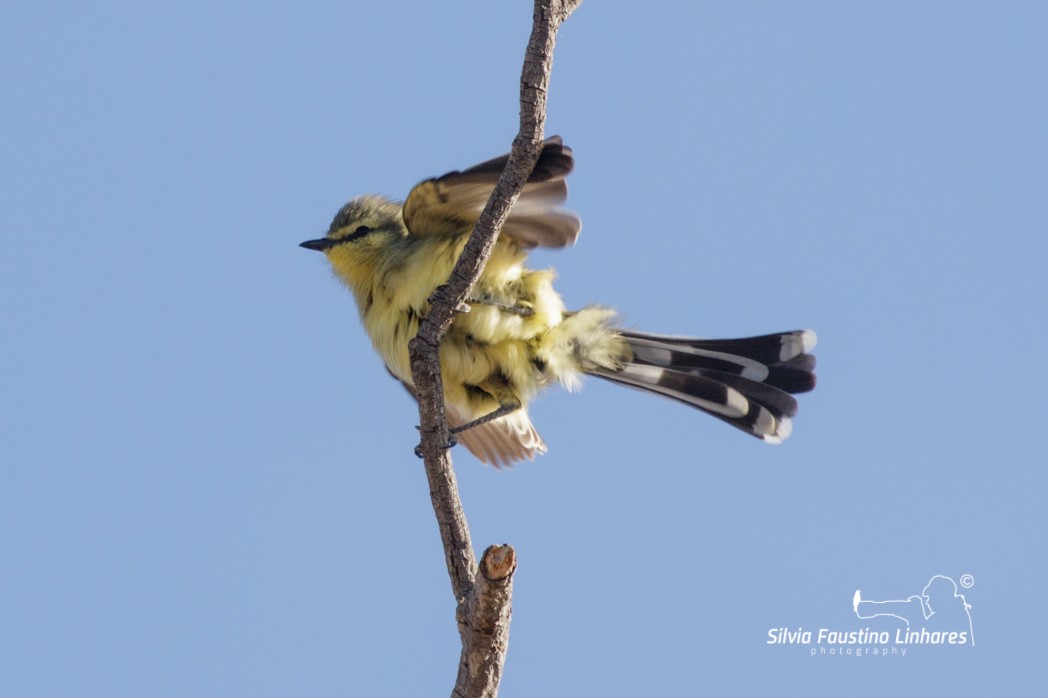 Greater Wagtail-Tyrant - ML165807251