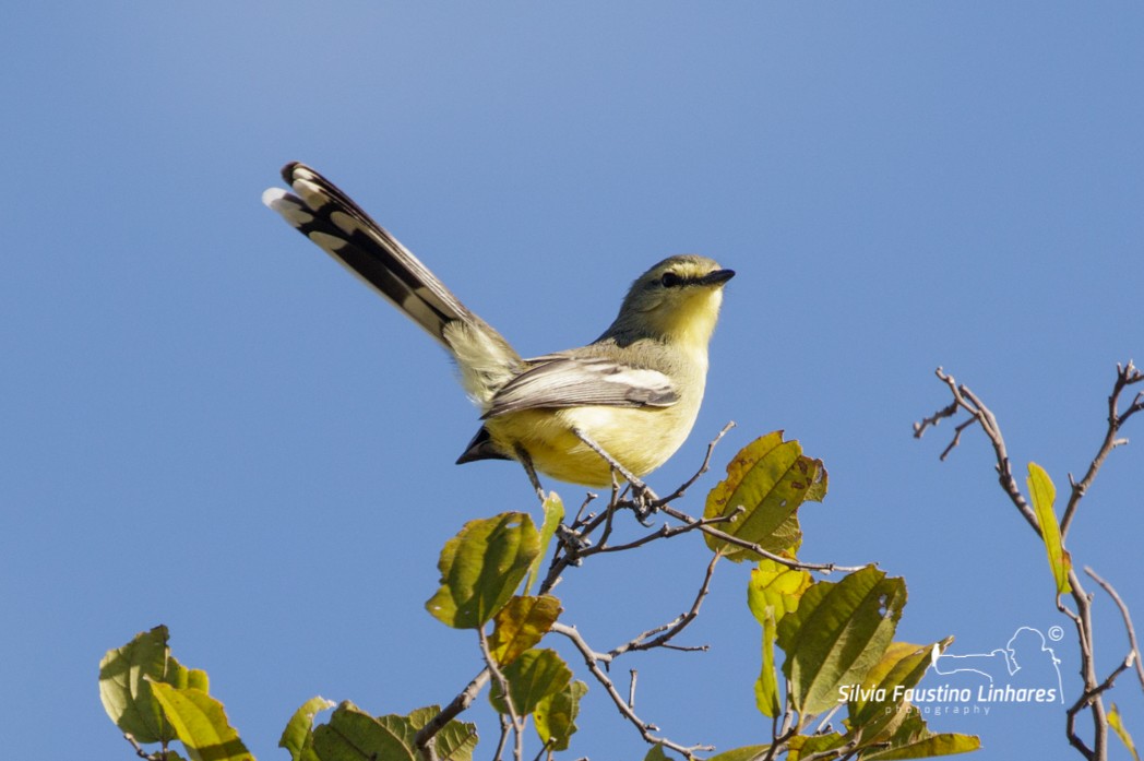 Greater Wagtail-Tyrant - ML165807291