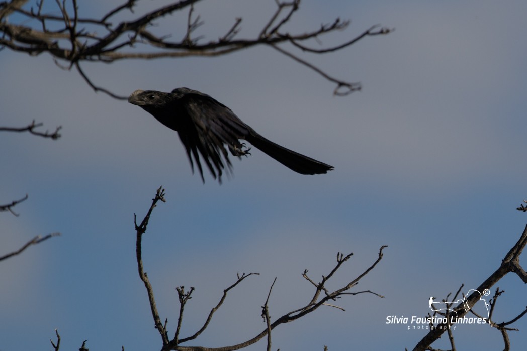 Smooth-billed Ani - ML165807321