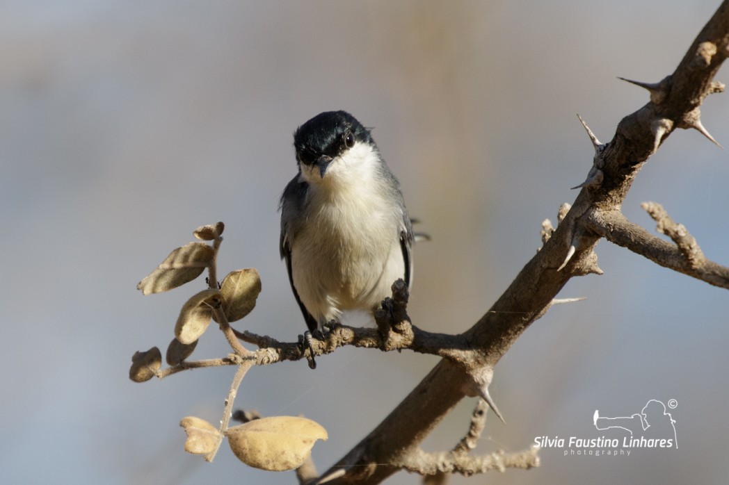 Perlita Tropical (atricapilla) - ML165807401