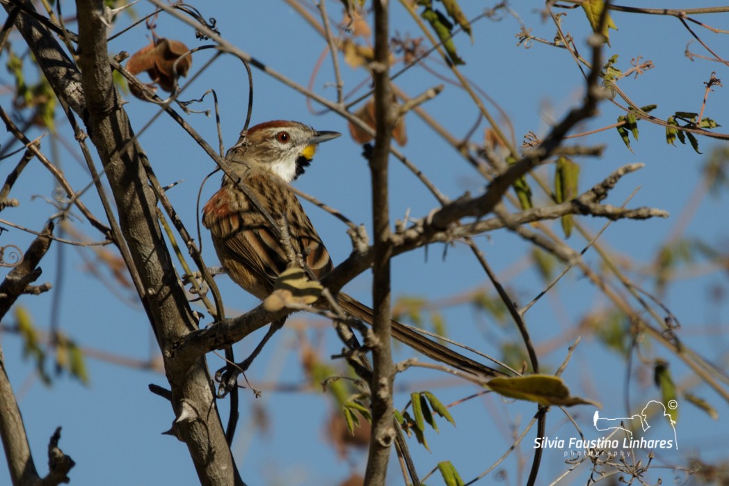 Chotoy Spinetail - ML165807451