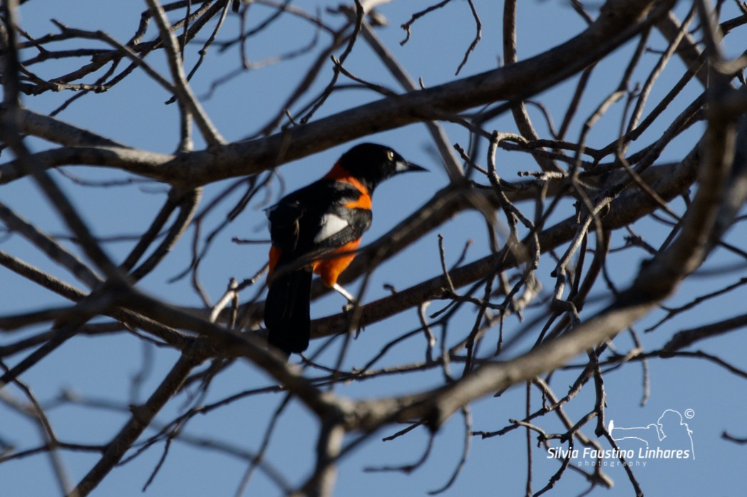 Oriole des campos - ML165807541