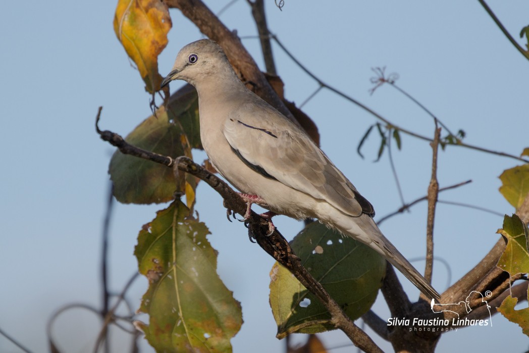 Picui Ground Dove - ML165807611