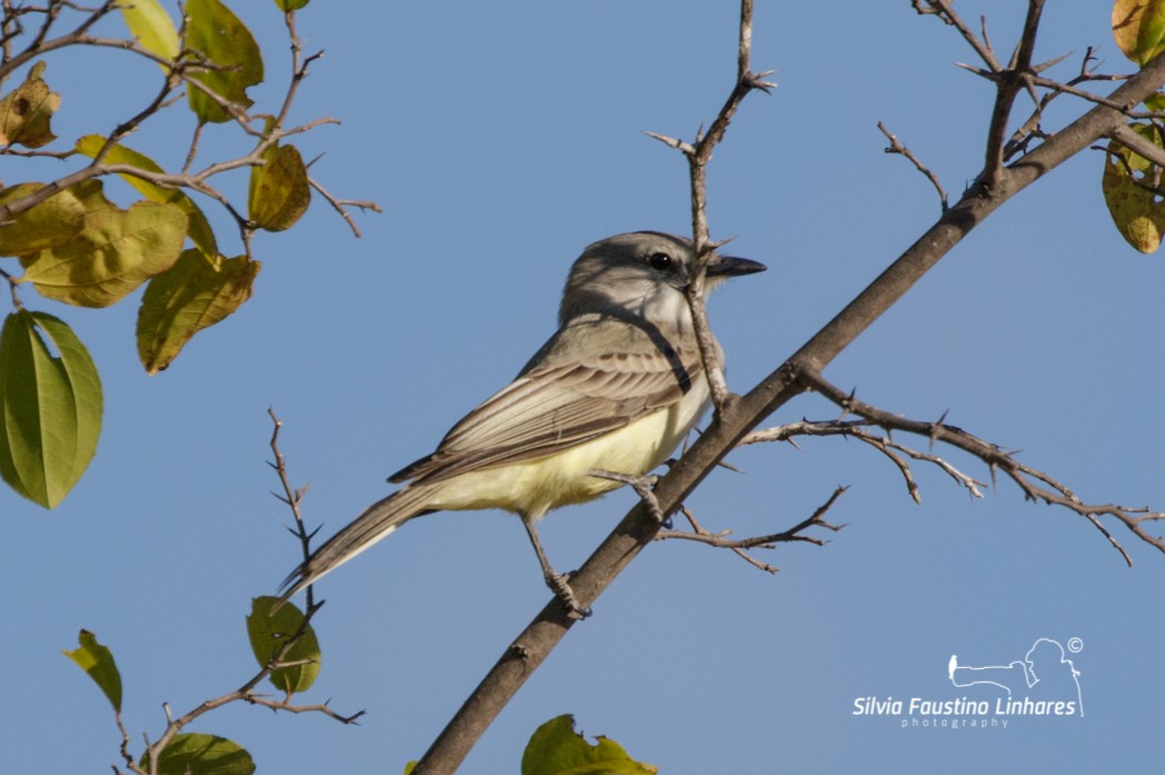 Suiriri Flycatcher - Silvia Faustino Linhares