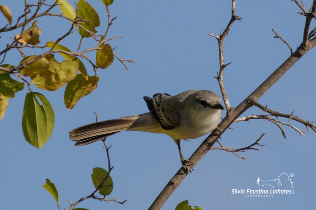 Suiriri Flycatcher - ML165807731