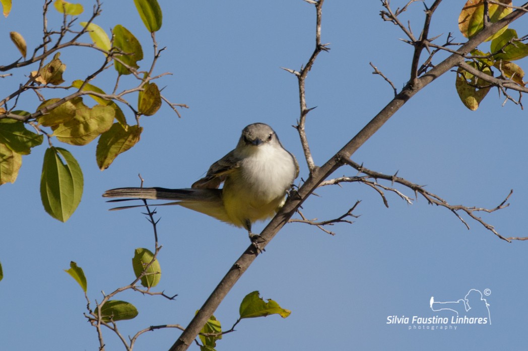 Suiriri Flycatcher - Silvia Faustino Linhares