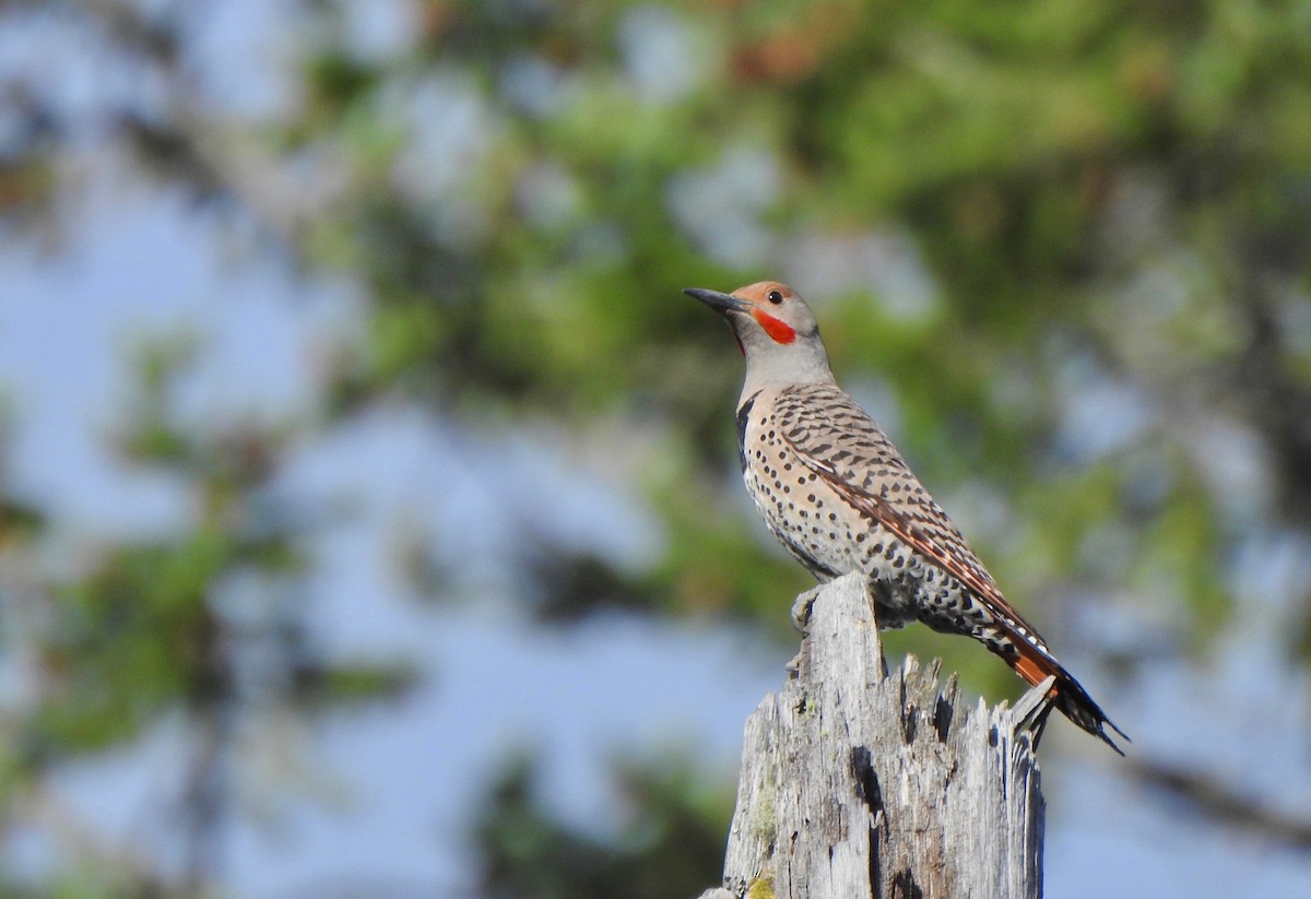 Northern Flicker (Yellow-shafted x Red-shafted) - ML165811311