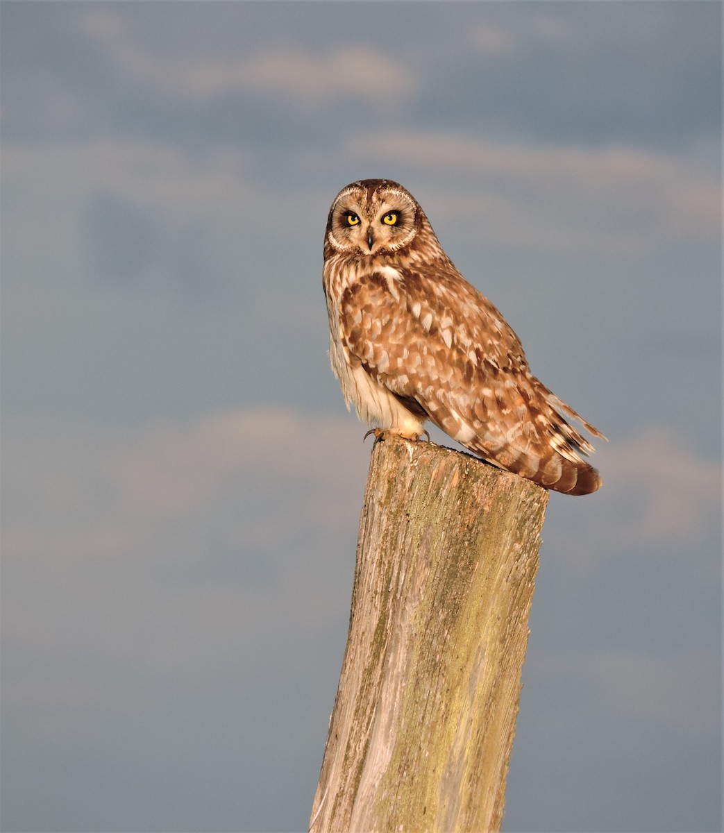 Short-eared Owl - ML165812221