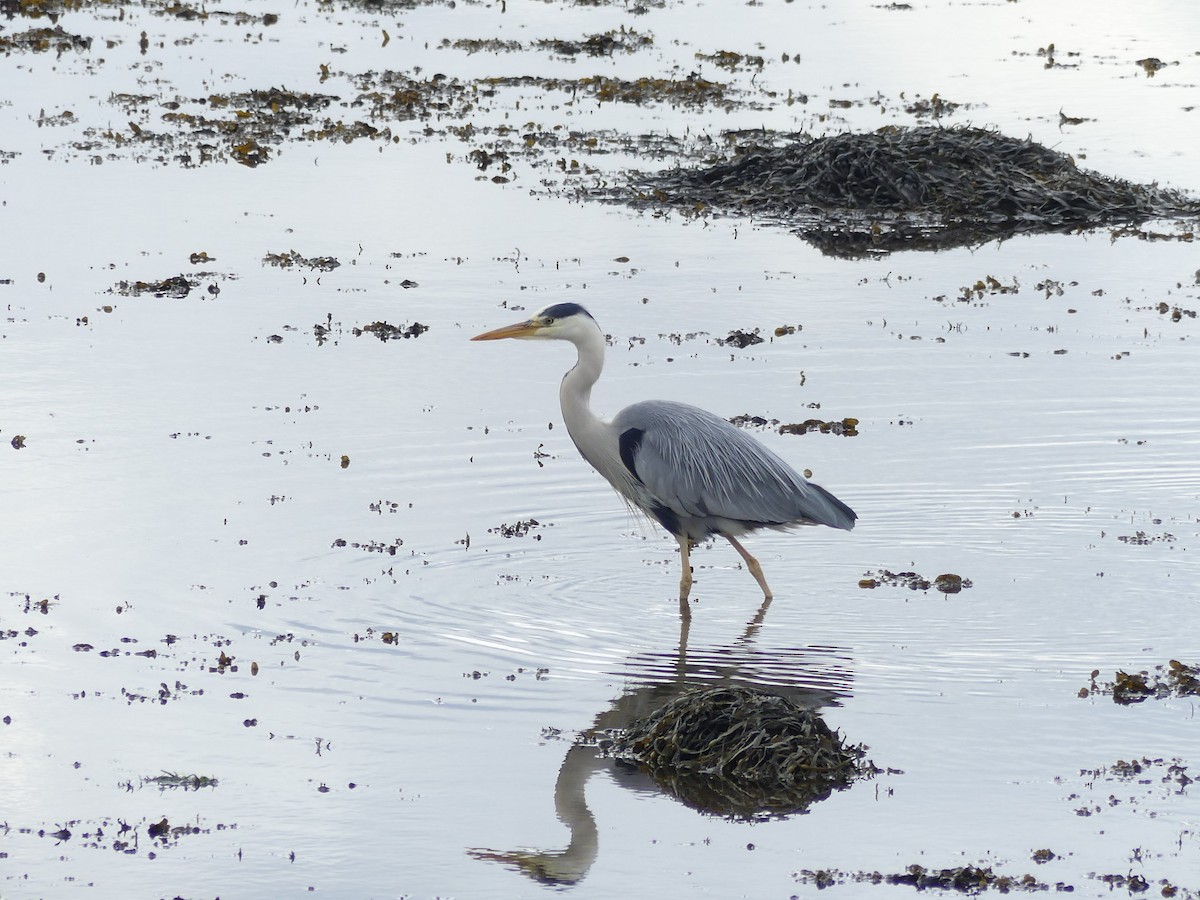 Gray Heron - Patti Bell