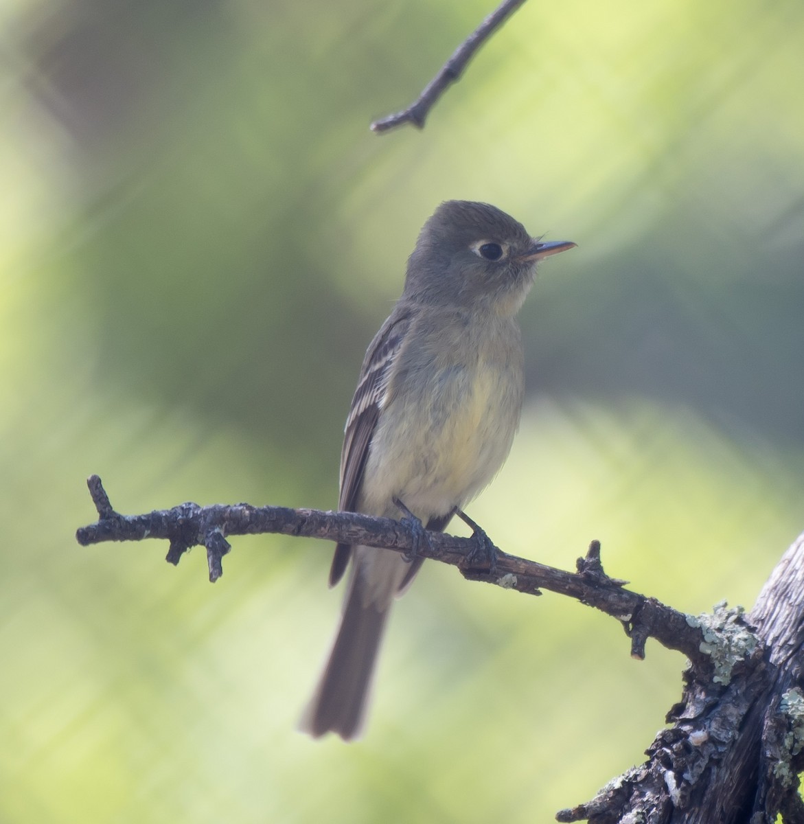 Western Flycatcher (Cordilleran) - ML165814551