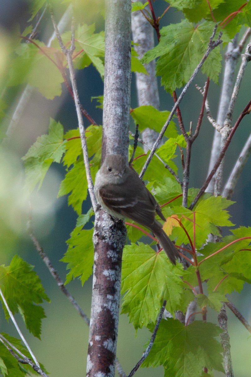 Hammond's/Dusky Flycatcher - ML165814571