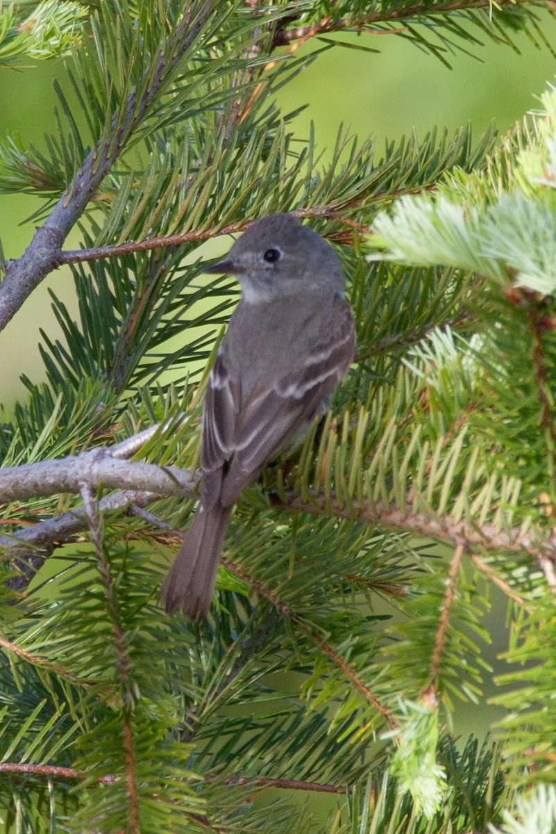 Hammond's/Dusky Flycatcher - ML165814581