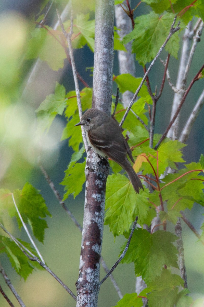 Hammond's/Dusky Flycatcher - ML165814591