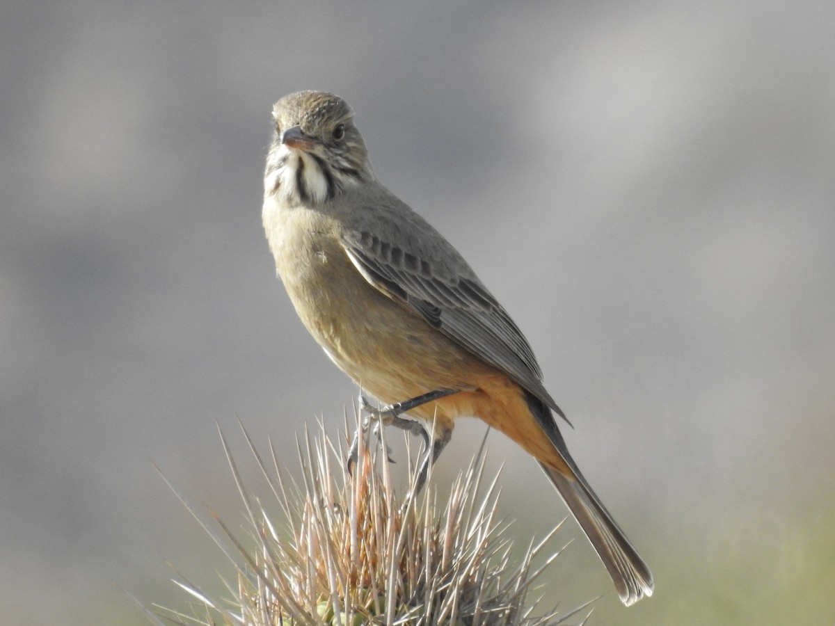 Great Shrike-Tyrant - ML165814691