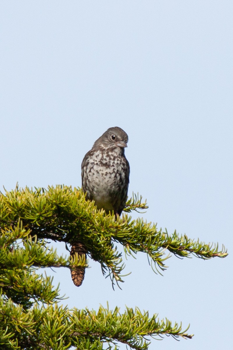 Fox Sparrow (Slate-colored) - ML165815391