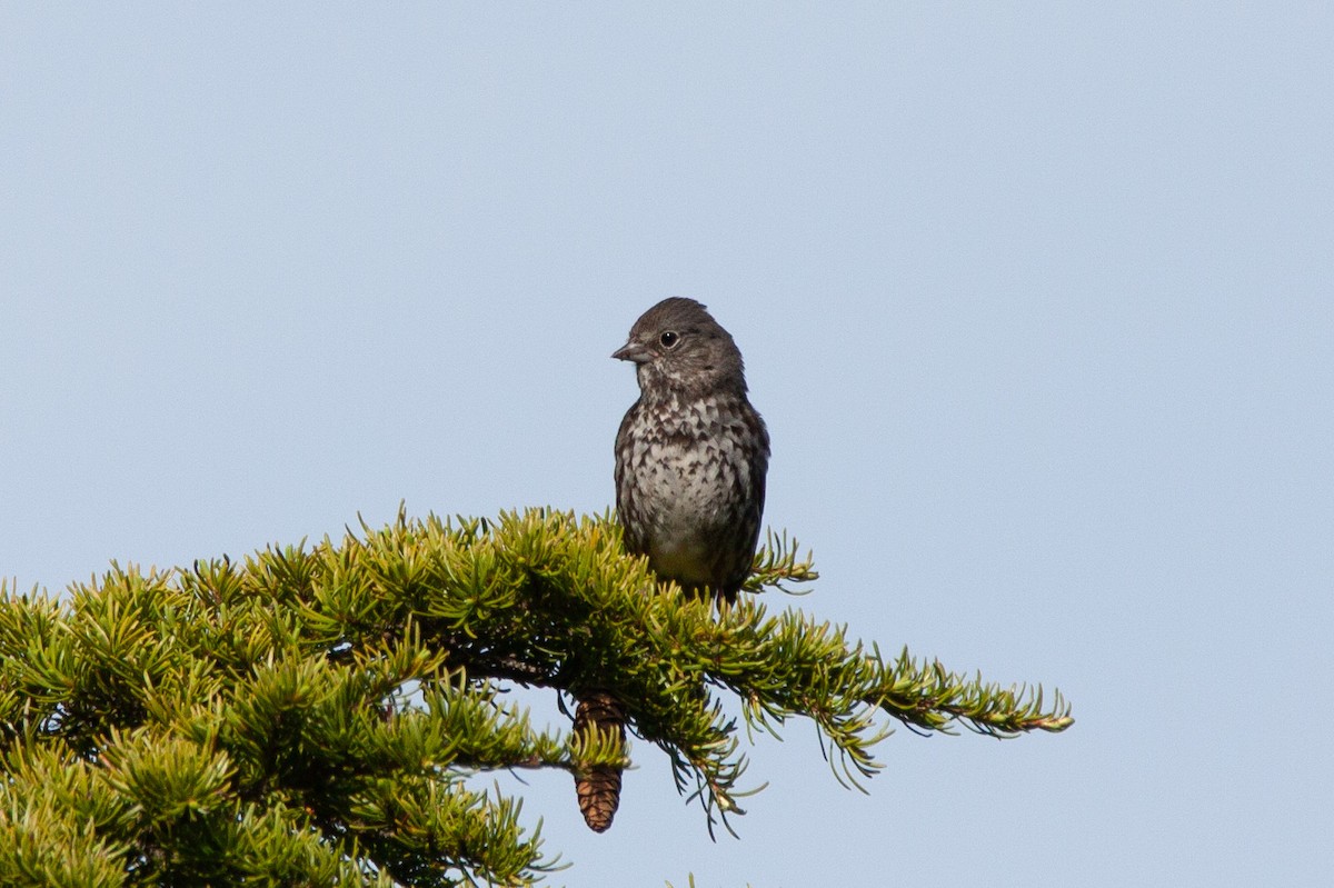 Fox Sparrow (Slate-colored) - ML165815401