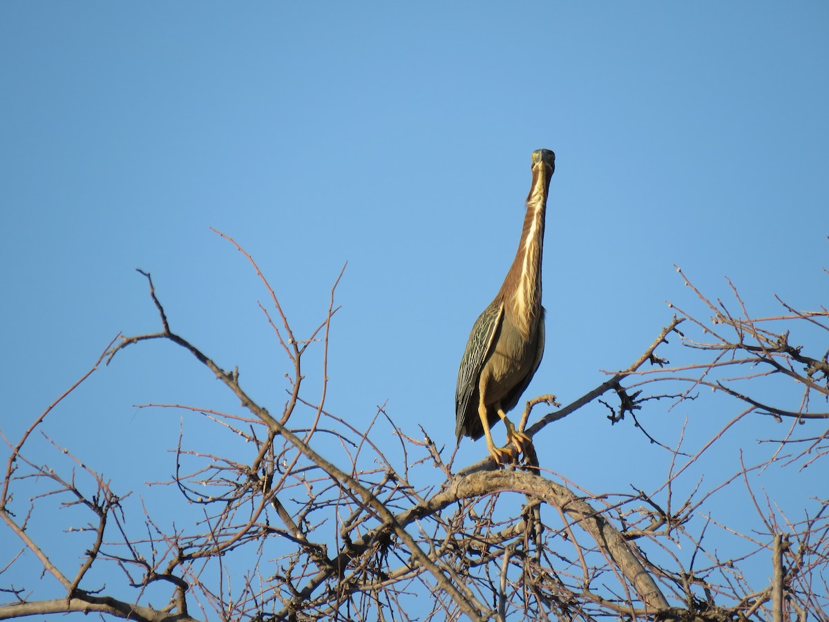 Green Heron - ML165816231