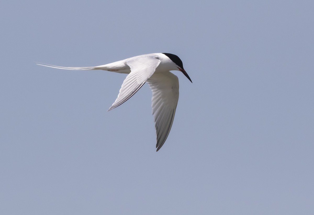 Roseate Tern - John Gluth