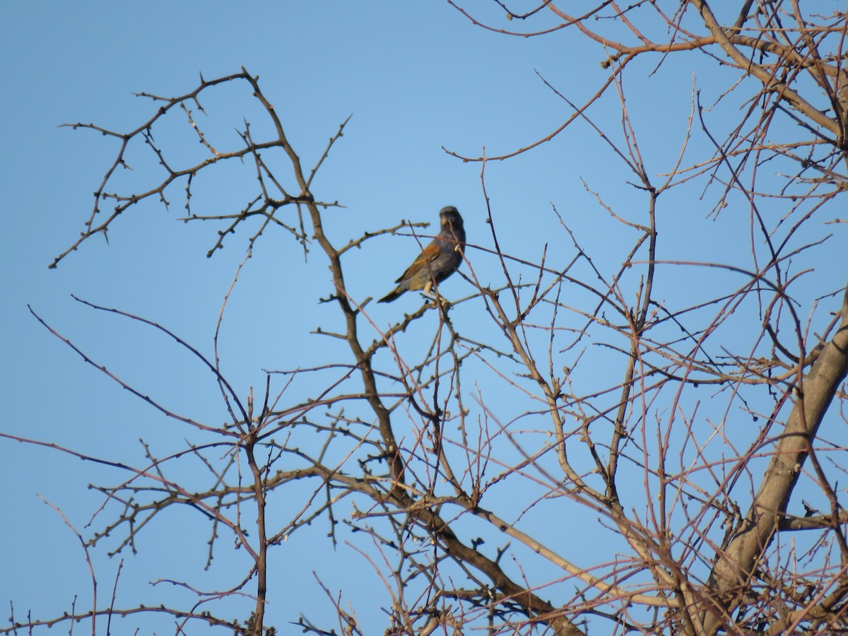 Blue Grosbeak - ML165816371