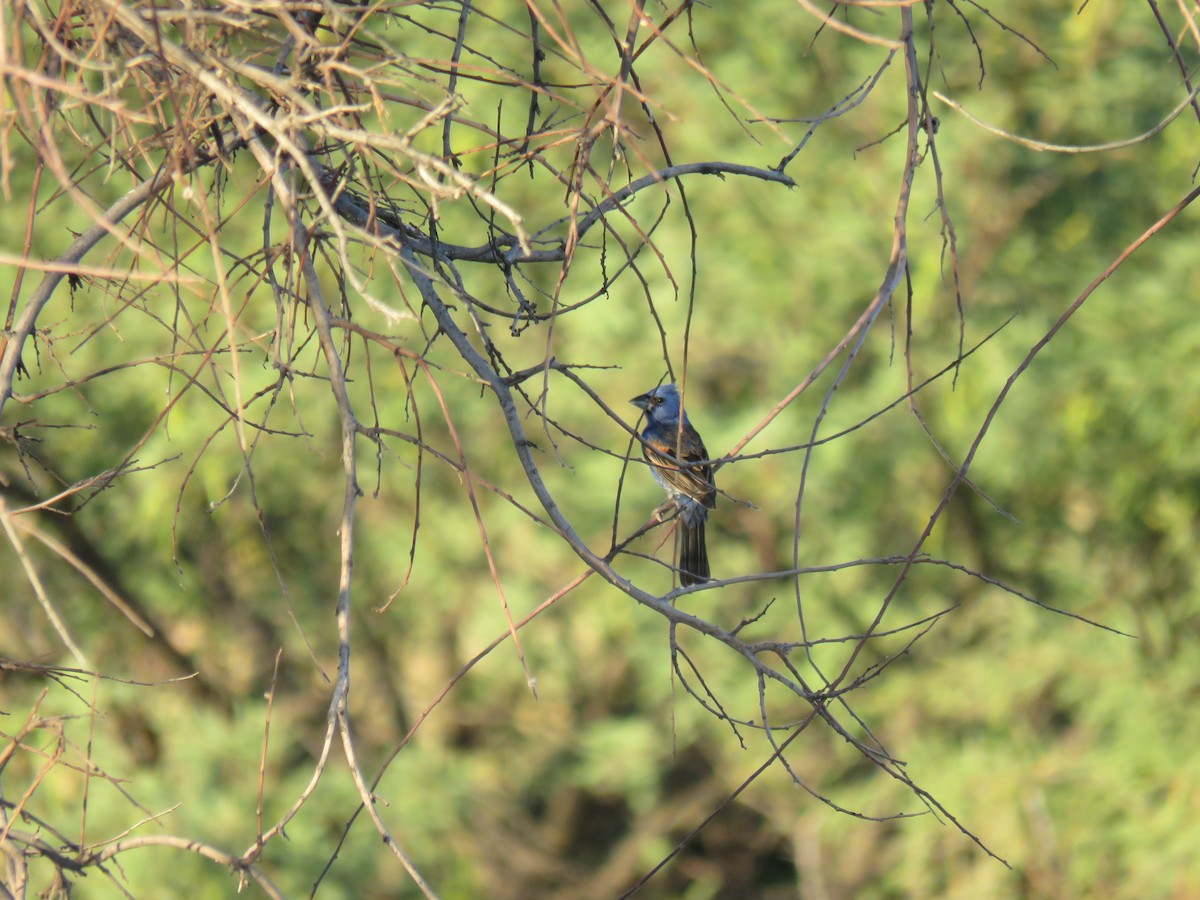 Blue Grosbeak - ML165816381